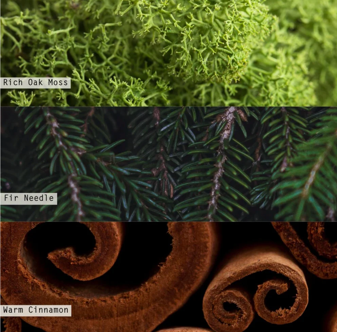 Balsam & Cedar Radiant Pressed Metal